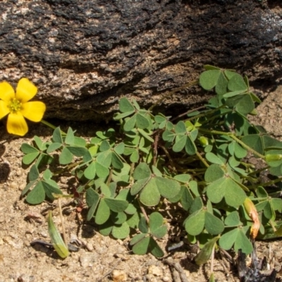 Oxalis sp. (Wood Sorrel) at Bumbalong, NSW - 27 Apr 2020 by AdamatBumbalong