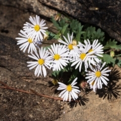 Brachyscome willisii (Narrow-wing Daisy) at Bumbalong, NSW - 27 Apr 2020 by Ad