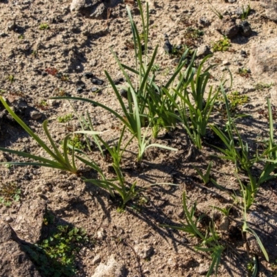 Lomandra filiformis (Wattle Mat-rush) at Bumbalong, NSW - 27 Apr 2020 by Ad