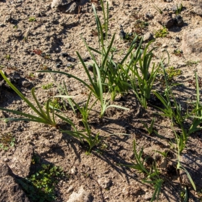 Lomandra filiformis (Wattle Mat-rush) at Bumbalong, NSW - 27 Apr 2020 by Adam at Bumbalong