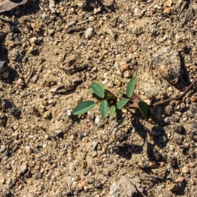 Glycine tabacina (Variable Glycine) at Bumbalong, NSW - 27 Apr 2020 by Ad