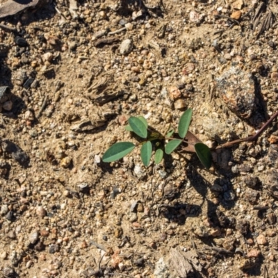 Glycine tabacina (Variable Glycine) at Bumbalong, NSW - 27 Apr 2020 by Adam at Bumbalong