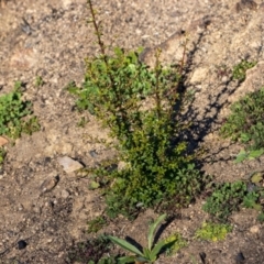 Bursaria spinosa (Native Blackthorn, Sweet Bursaria) at Bumbalong, NSW - 27 Apr 2020 by AdamatBumbalong