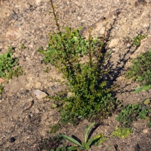 Bursaria spinosa at Bumbalong, NSW - 27 Apr 2020