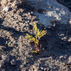 Acacia sp. (A Wattle) at Bumbalong, NSW - 27 Apr 2020 by AdamatBumbalong