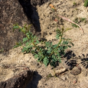 Indigofera australis subsp. australis at Bumbalong, NSW - 27 Apr 2020 12:33 PM