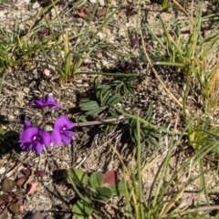 Swainsona sp. at Bumbalong, NSW - 27 Apr 2020 by AdamatBumbalong