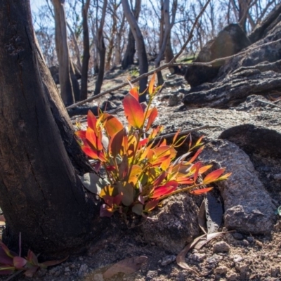 Eucalyptus sp. (A Gum Tree) at Bumbalong, NSW - 27 Apr 2020 by AdamatBumbalong