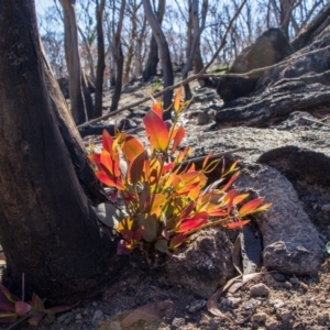 Eucalyptus sp. at Bumbalong, NSW - 27 Apr 2020