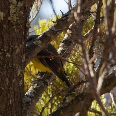 Eopsaltria australis (Eastern Yellow Robin) at Bumbalong, NSW - 27 Apr 2020 by Ad