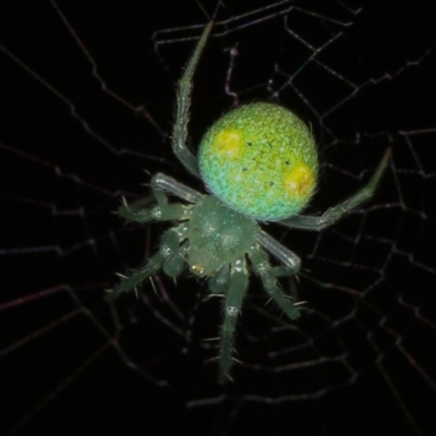 Araneus circulissparsus (species group) (Speckled Orb-weaver) at Melba, ACT - 4 Feb 2012 by Bron
