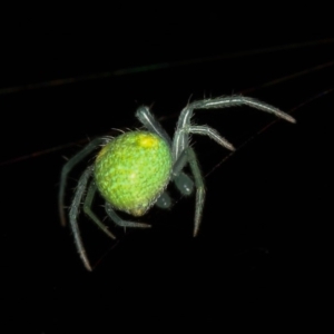 Araneus circulissparsus (species group) at Melba, ACT - 4 Feb 2012