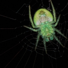 Araneus circulissparsus (species group) at Melba, ACT - 4 Feb 2012