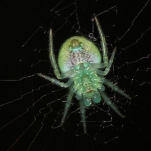 Araneus circulissparsus (species group) at Melba, ACT - 4 Feb 2012 06:58 PM