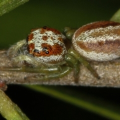 Opisthoncus abnormis (Long-legged Jumper) at Melba, ACT - 5 Feb 2012 by Bron