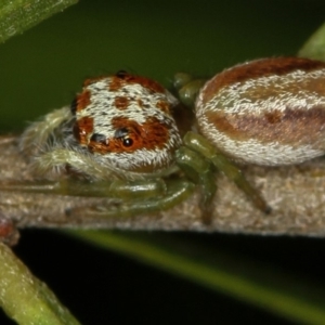 Opisthoncus abnormis at Melba, ACT - 5 Feb 2012