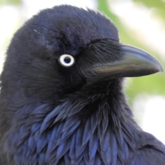 Corvus coronoides (Australian Raven) at Fyshwick, ACT - 27 Apr 2020 by MatthewFrawley