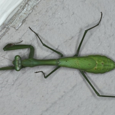 Pseudomantis albofimbriata (False garden mantis) at Ainslie, ACT - 28 Apr 2020 by jb2602