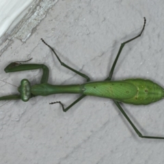 Pseudomantis albofimbriata (False garden mantis) at Ainslie, ACT - 28 Apr 2020 by jbromilow50