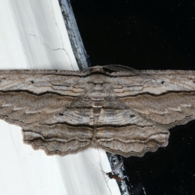 Euphronarcha luxaria (Striated Bark Moth) at Ainslie, ACT - 28 Apr 2020 by jbromilow50