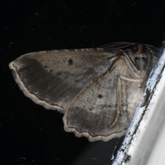 Euphronarcha luxaria at Ainslie, ACT - 28 Apr 2020