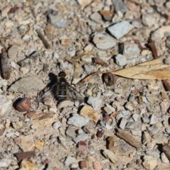 Villa sp. (genus) (Unidentified Villa bee fly) at Aranda Bushland - 6 Apr 2020 by Tammy