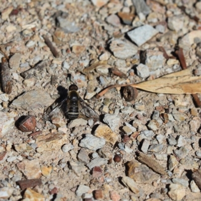 Villa sp. (genus) (Unidentified Villa bee fly) at Aranda, ACT - 6 Apr 2020 by Tammy