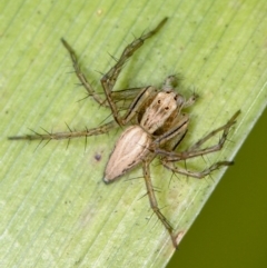 Oxyopes (genus) (Lynx spider) at Melba, ACT - 10 Feb 2012 by Bron