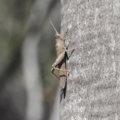 Pardillana limbata (Common Pardillana) at Bruce Ridge - 28 Apr 2020 by AlisonMilton