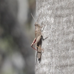 Pardillana limbata at O'Connor, ACT - 28 Apr 2020