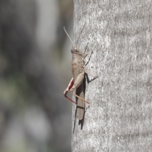 Pardillana limbata at O'Connor, ACT - 28 Apr 2020 12:06 PM