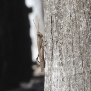 Pardillana limbata at O'Connor, ACT - 28 Apr 2020 12:06 PM