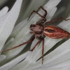 Oxyopes (genus) (Lynx spider) at Melba, ACT - 11 Feb 2012 by Bron