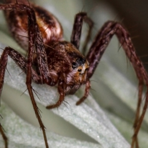 Oxyopes sp. (genus) at Melba, ACT - 11 Feb 2012