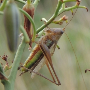 Conocephalus upoluensis at Conder, ACT - 23 Feb 2020