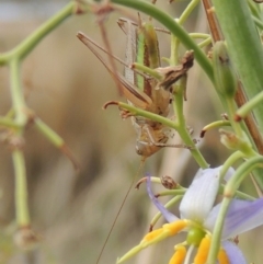 Conocephalus upoluensis at Conder, ACT - 23 Feb 2020