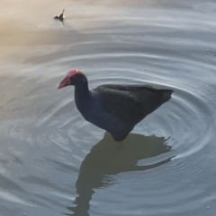 Porphyrio melanotus (Australasian Swamphen) at Franklin, ACT - 15 Apr 2020 by JohnnyGozaimasu