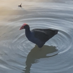 Porphyrio melanotus at Franklin, ACT - 15 Apr 2020