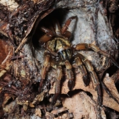 Arbanitis sp. (genus) (A spiny trapdoor spider) at ANBG - 23 Feb 2018 by Harrisi