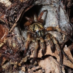 Arbanitis sp. (genus) (An armoured trapdoor spider) at Acton, ACT - 23 Feb 2018 by Harrisi