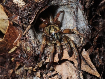 Arbanitis sp. (genus) (An armoured trapdoor spider) at Acton, ACT - 23 Feb 2018 by Harrisi