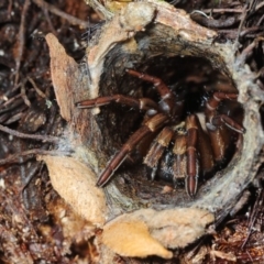 Arbanitis sp. (genus) at Acton, ACT - 23 Feb 2018