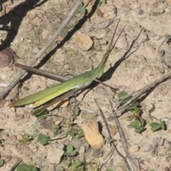 Acrida conica (Giant green slantface) at Bruce Ridge - 28 Apr 2020 by AlisonMilton