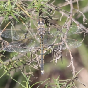 Hemicordulia tau at O'Connor, ACT - 28 Apr 2020