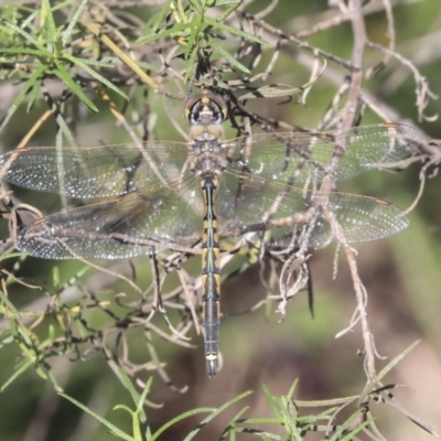 Hemicordulia tau (Tau Emerald) at Bruce Ridge - 28 Apr 2020 by AlisonMilton