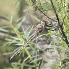 Hemicordulia tau at O'Connor, ACT - 28 Apr 2020