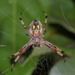 Cyclosa fuliginata (species-group) (An orb weaving spider) at Evatt, ACT - 28 Nov 2015 by TimL