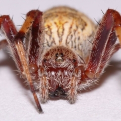 Cyclosa fuliginata (species-group) (An orb weaving spider) at Evatt, ACT - 29 Nov 2015 by TimL