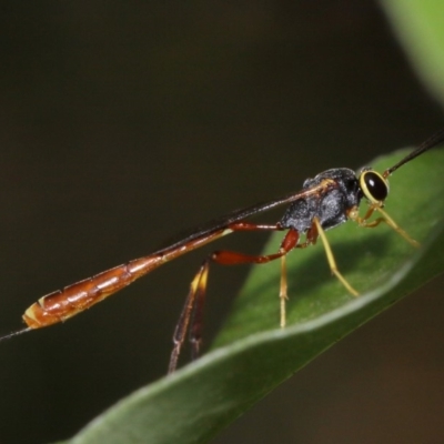 Ichneumonidae (family) (Unidentified ichneumon wasp) at Evatt, ACT - 28 Nov 2015 by TimL