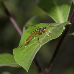 Ichneumonidae (family) at Evatt, ACT - 29 Nov 2015